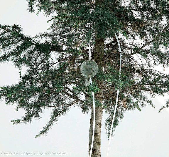 One Tree ID