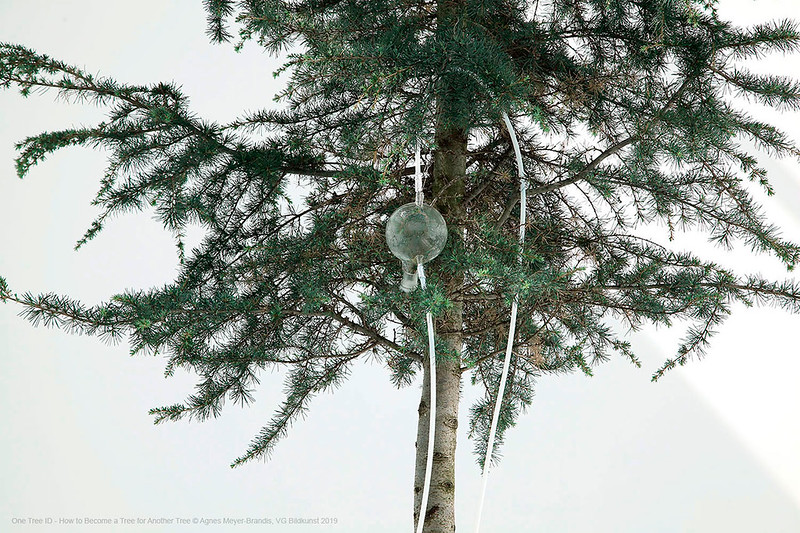 One Tree ID