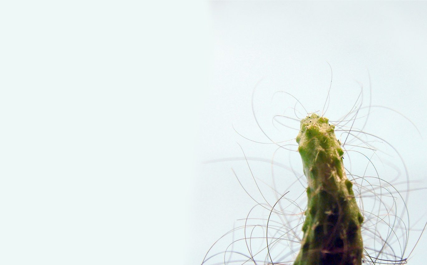 The Cactus Project