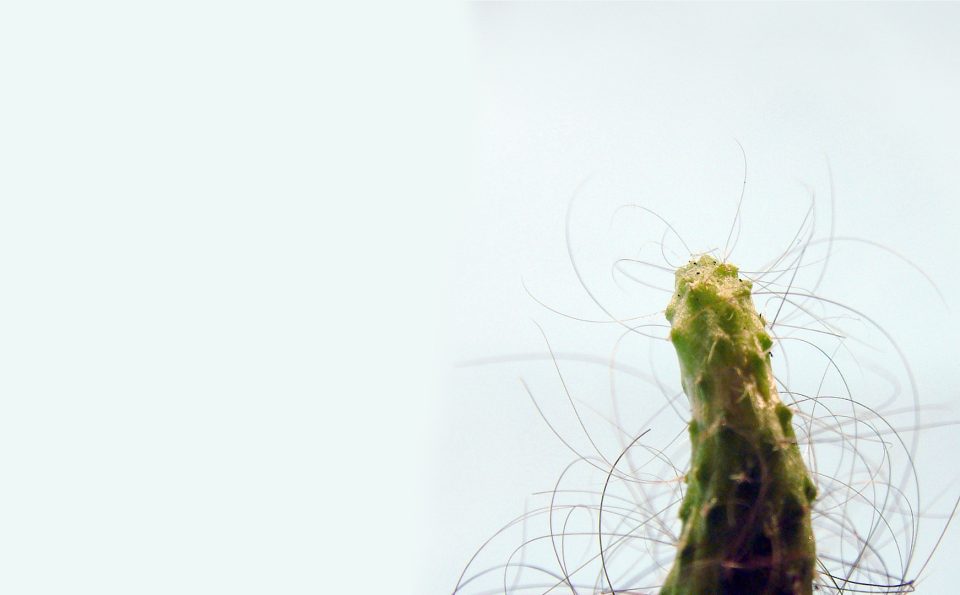 The Cactus Project