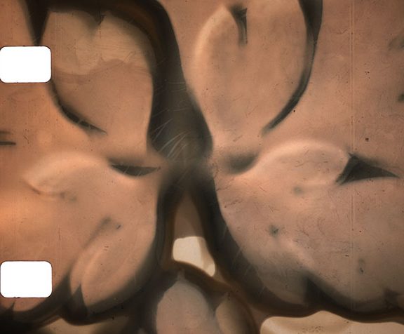Phytography