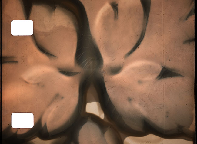 Phytography